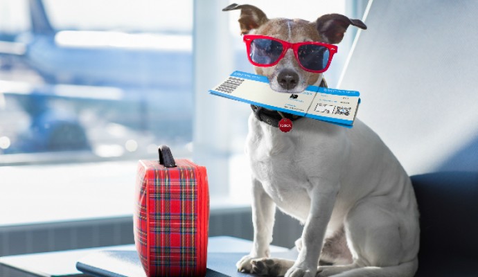 Dog On Holiday With Pet Tag